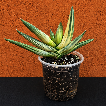 RARE Sansevieria Boncel Variegated Live Plant in 4" Pot LOCATED IN USA