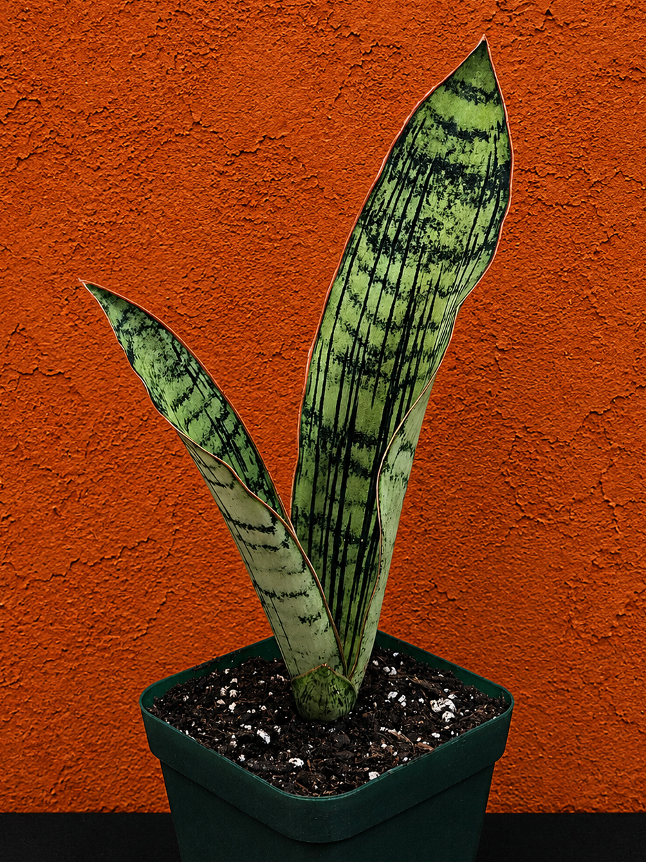Sansevieria Cleopatra RARE Snake Plant Two Leaf 8" Dominate Leaf 7" Second Leaf