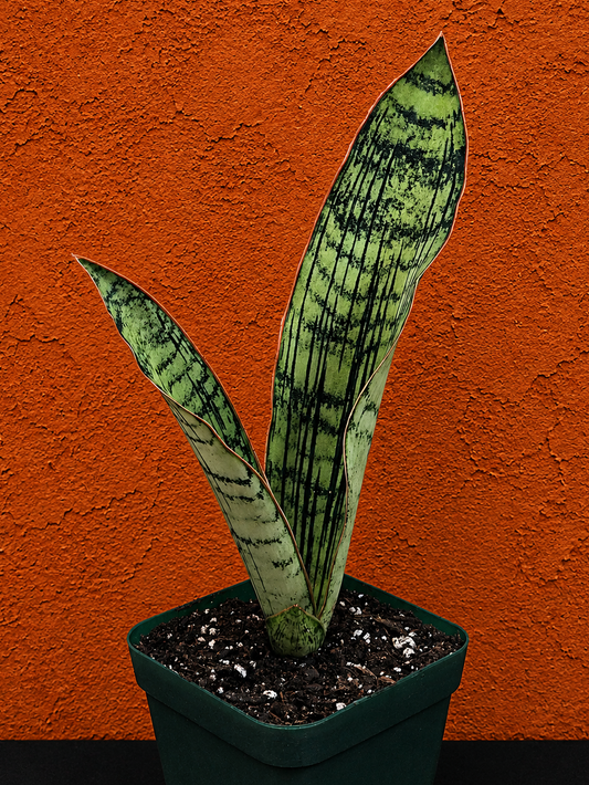 Sansevieria Cleopatra RARE Snake Plant Two Leaf 8" Dominate Leaf 7" Second Leaf