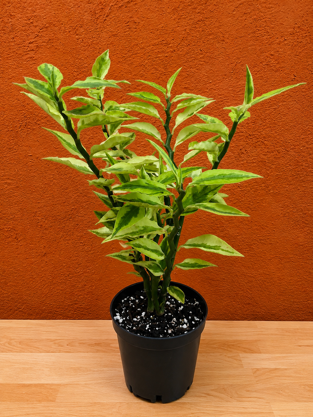 Devil's Backbone Variegated Euphorbia | Zig Zag Stalk Live Plant | 10" Tall