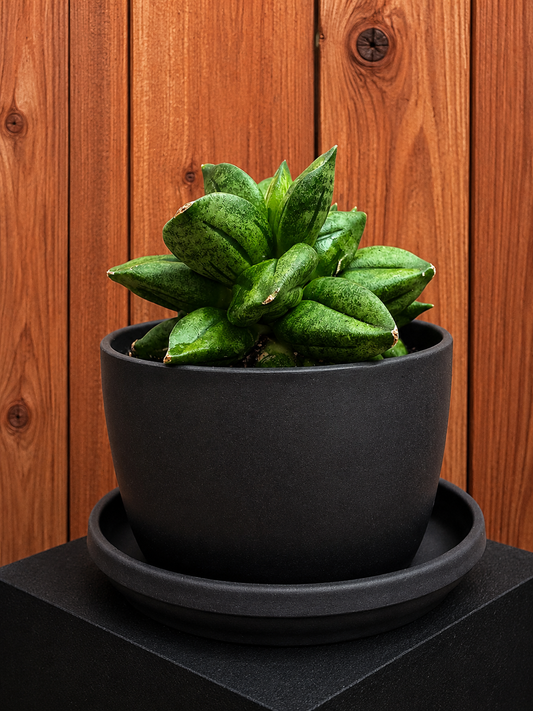 Sansevieria Hybrid Pyramid SUPER RARE Plant in 3" Kanso Designs Pot