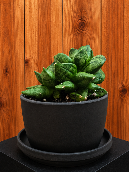 Sansevieria Hybrid Pyramid SUPER RARE Plant in 3" Kanso Designs Pot