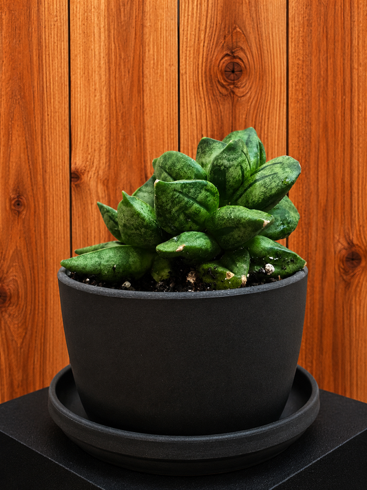 Sansevieria Hybrid Pyramid SUPER RARE Plant in 3" Kanso Designs Pot