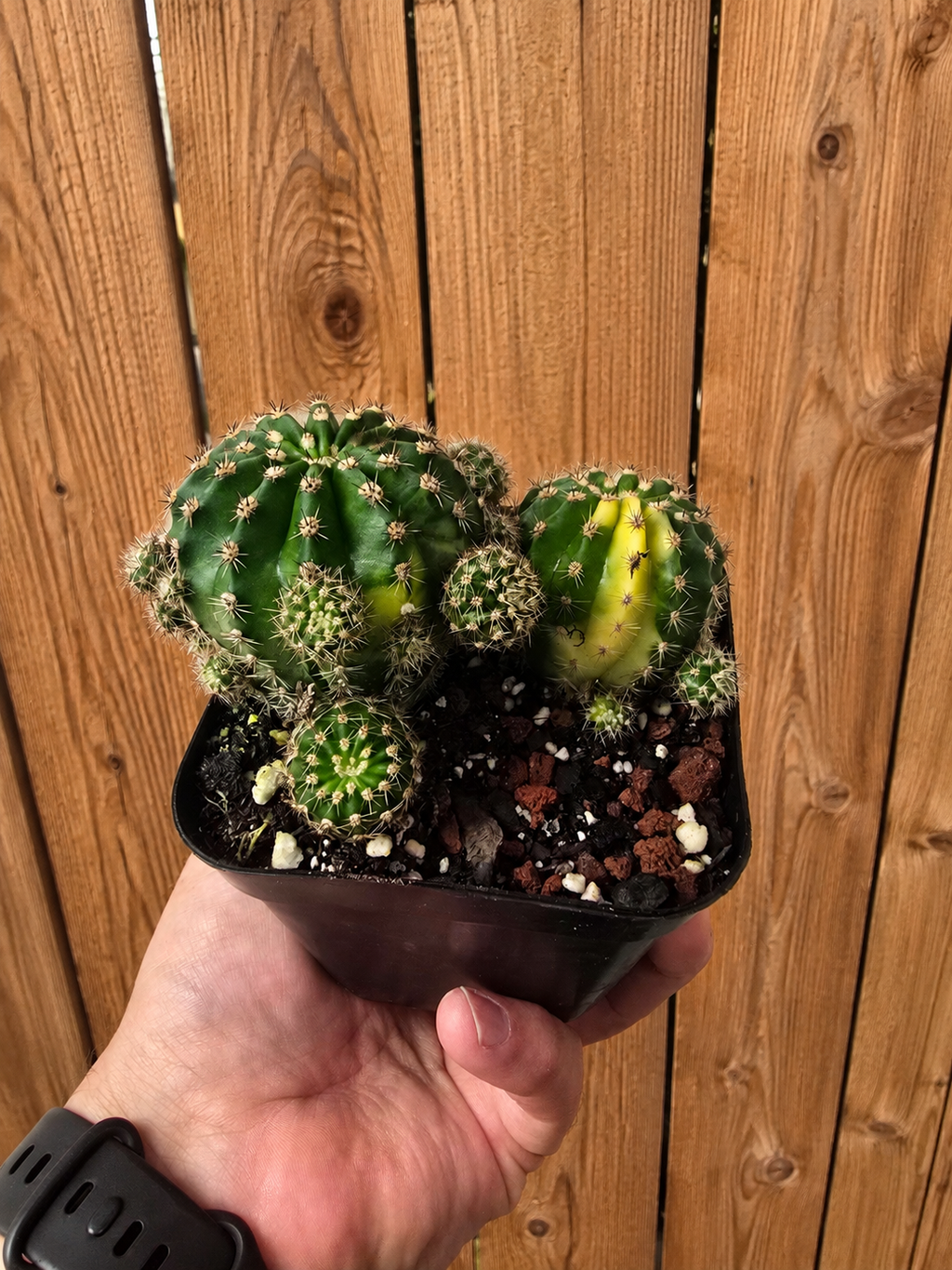 Variegated Easter Lilly Cactus Clump | 4 inch | Echinopsis oxygona variegata