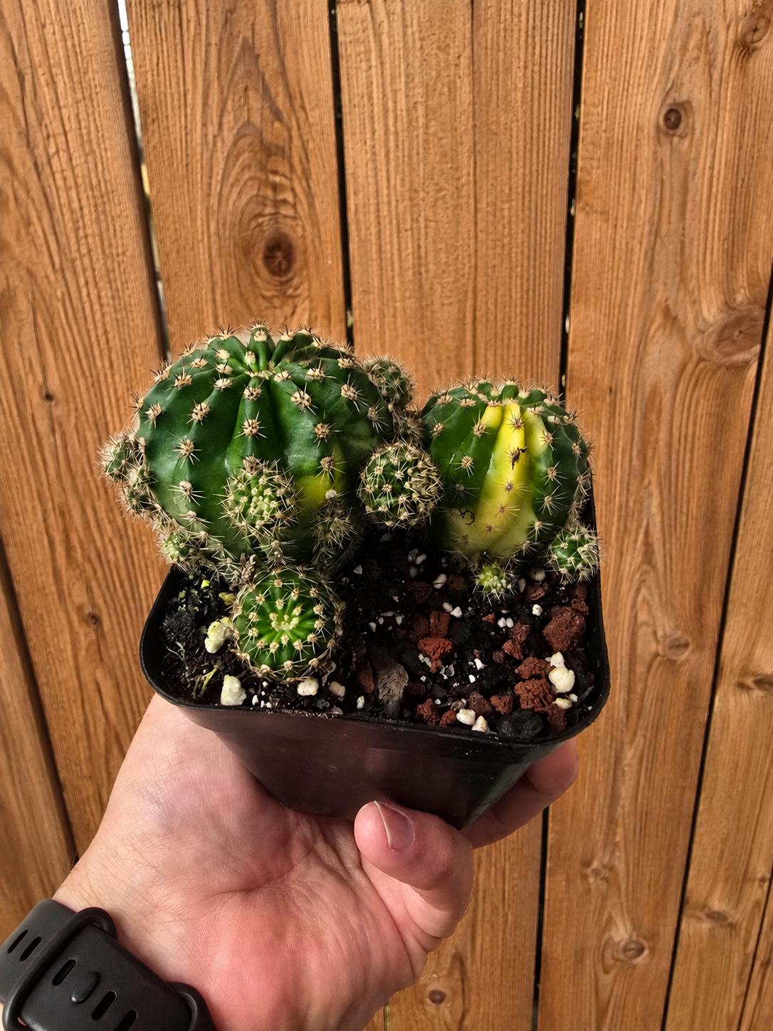 Variegated Easter Lilly Cactus Clump | 4 inch | Echinopsis oxygona variegata