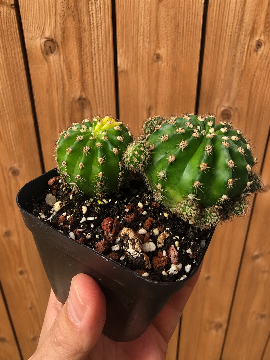 Variegated Easter Lilly Cactus Clump | 4 inch | Echinopsis oxygona variegata
