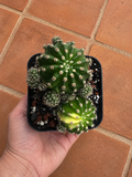 Variegated Easter Lilly Cactus Clump | 4 inch | Echinopsis oxygona variegata