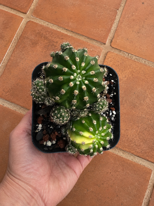 Variegated Easter Lilly Cactus Clump | 4 inch | Echinopsis oxygona variegata