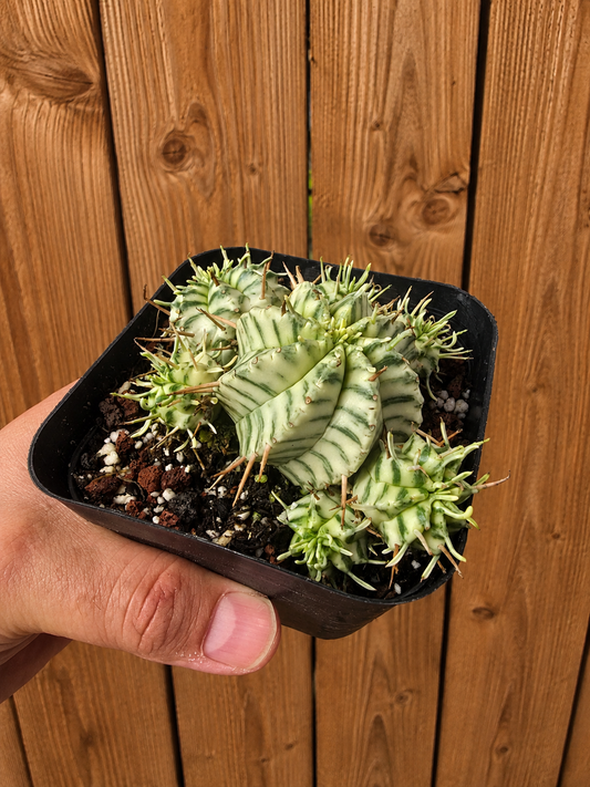 Euphorbia Meloformis Variegata Variegated | 4 inch pot