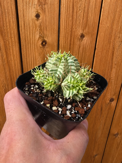 Euphorbia Meloformis Variegata Variegated | 4 inch pot