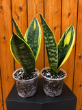 Sansevieria Gold Flame RARE New Variety House Plant Plant **2 Pack**