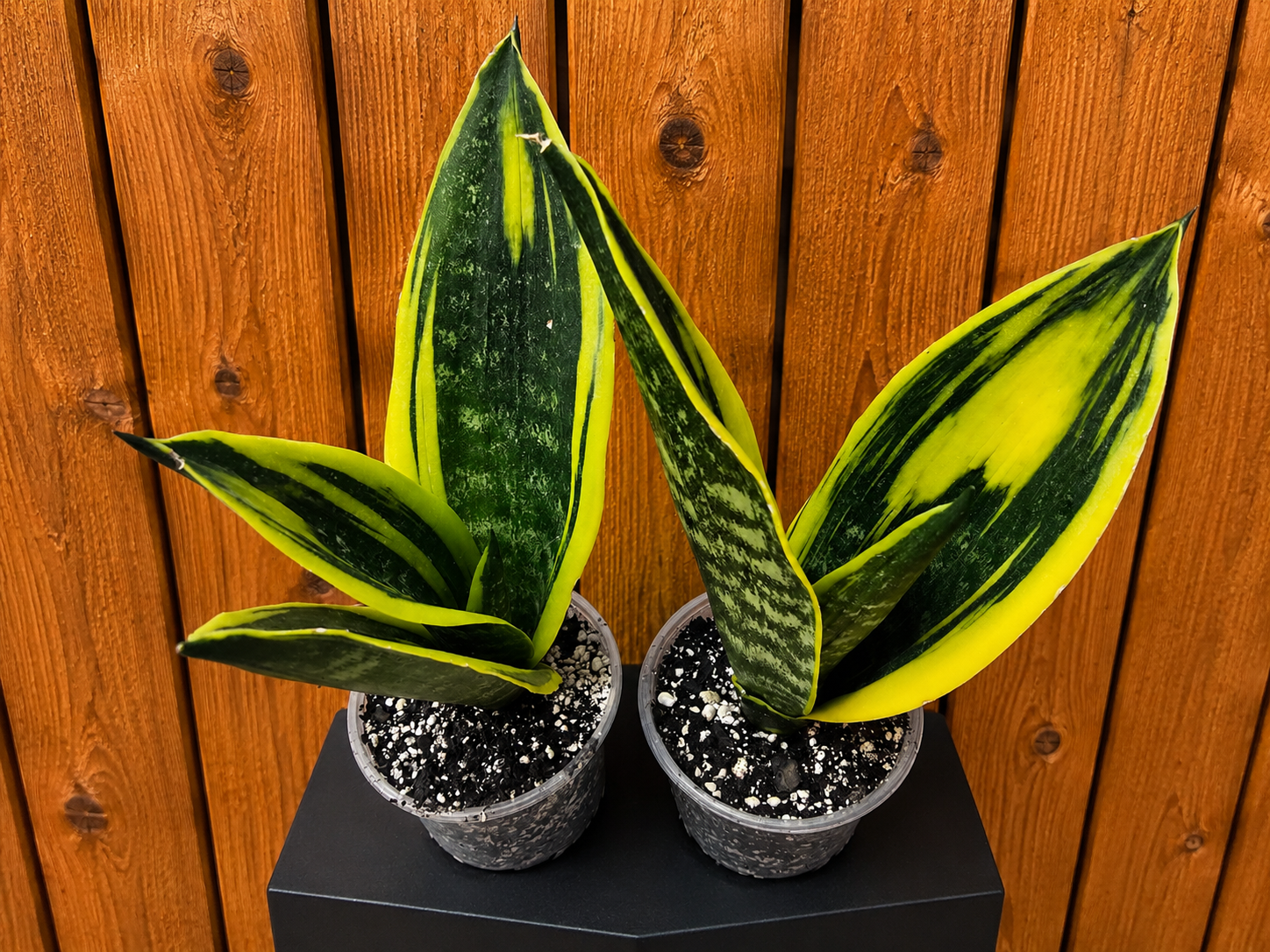 Sansevieria Gold Flame RARE New Variety House Plant Plant **2 Pack**