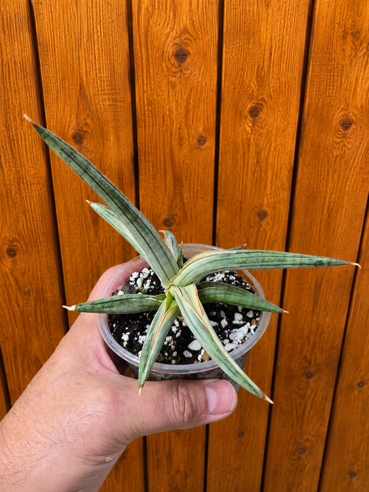 Sansevieria RARE 'Blue Clone' Variegated Plant Houseplant in 4"Pot