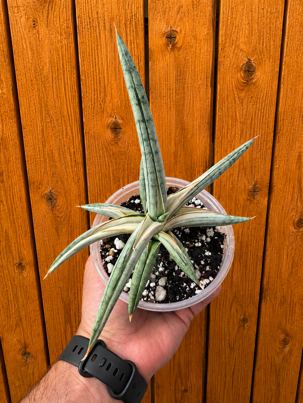Sansevieria RARE 'Blue Clone' Variegated Plant Houseplant in 4"Pot