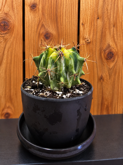Variegated Fire Barrel Cactus | RARE & Unusual | in Black 3.5" Kanso Pot