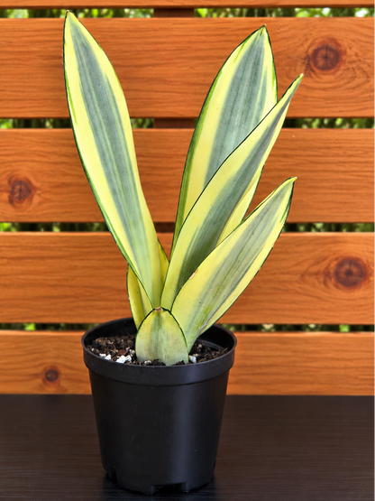Sansevieria Ghost | Rare House Plant | Variegated | 8" Leafs | in 3.5" Pot