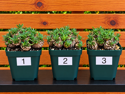 Euphorbia Japonica Cluster | RARE Plant | Live Euphorbia Cluster | Three Options