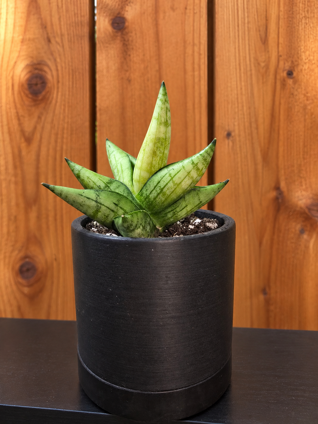 Sansevieria Boncel Swirl RARE Mature Live Plant in 3.5" Kanso Designs Pot