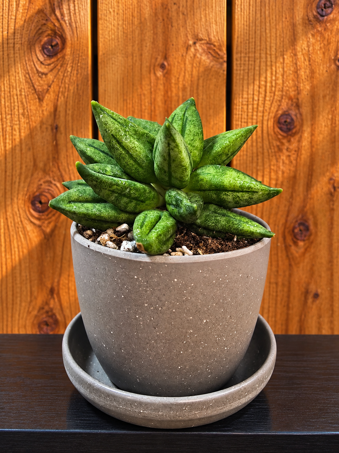 Sansevieria Hybrid Pyramid SUPER RARE Plant in 3" Kanso Designs Pot | 3 Colors