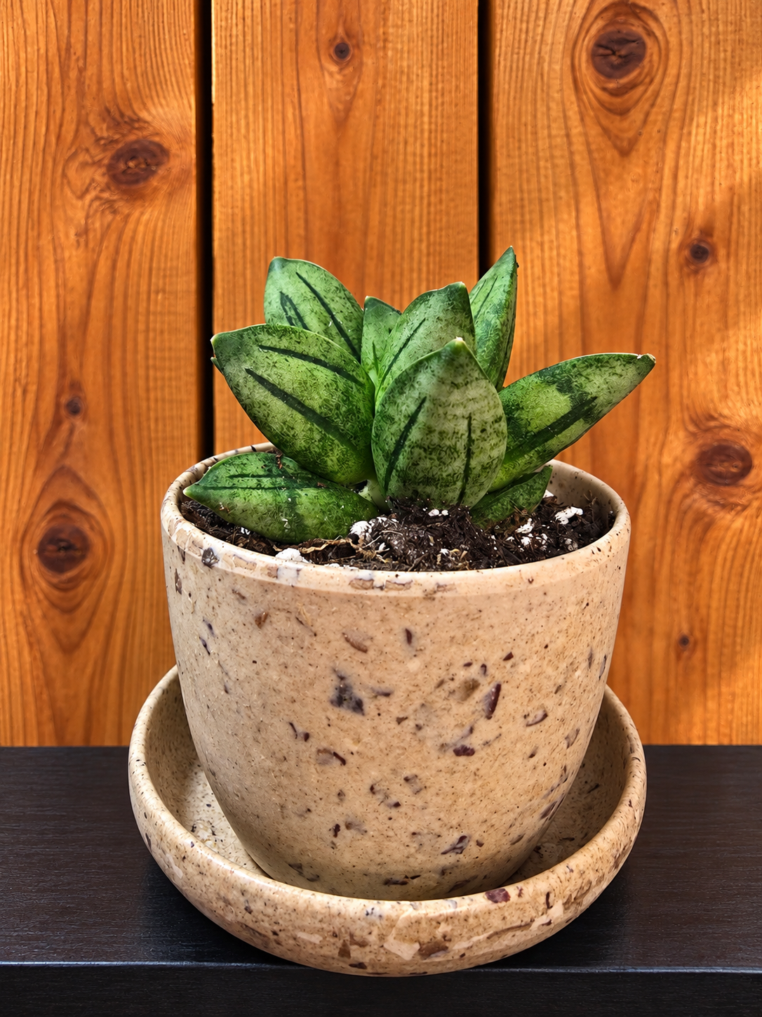 Sansevieria Hybrid Pyramid SUPER RARE Plant in 3" Kanso Designs Pot | 3 Colors