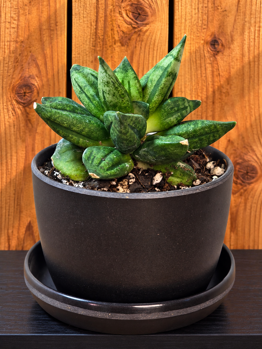 Sansevieria Hybrid Pyramid SUPER RARE Plant in 3" Kanso Designs Pot | 3 Colors