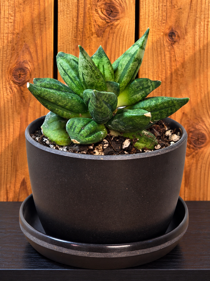 Sansevieria Hybrid Pyramid SUPER RARE Plant in 3" Kanso Designs Pot | 3 Colors