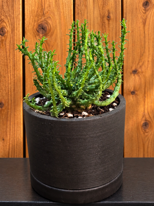 Euphorbia Flanaganii 'Medusa Head' in 3.5" Succulent Kanso Designs Pot w/ Saucer