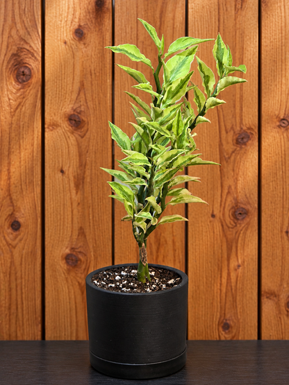 Devil's Backbone Variegated Euphorbia | Zig Zag | Kanso Designs Pot w/Saucer