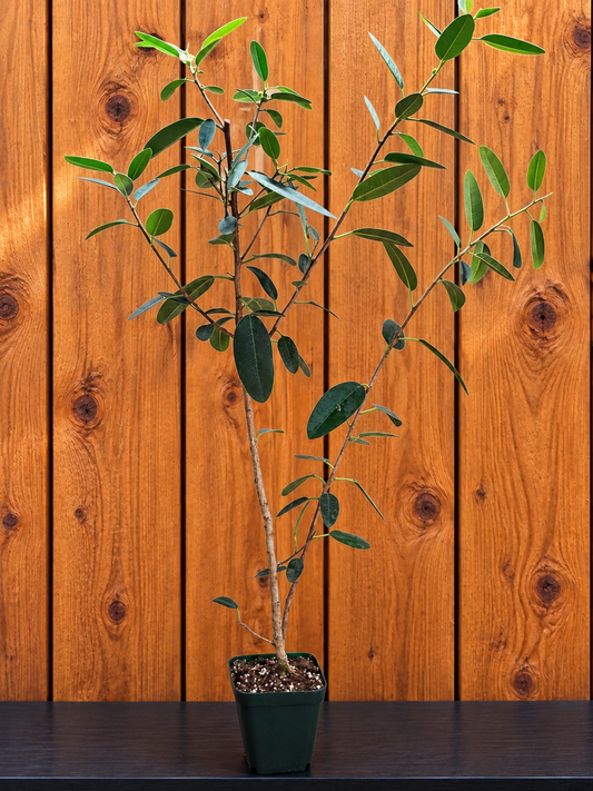 Ficus Malagasy "Rock Fig" Tree Bare Root Shipping
