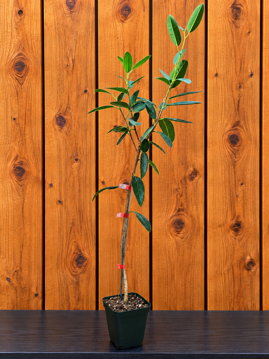Ficus Malagasy "Rock Fig" Tree Bare Root Shipping