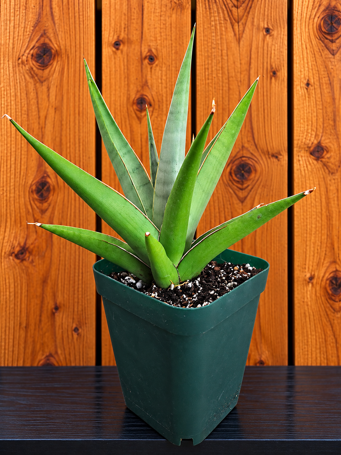 Sansevieria Chanin RARE Variety Snake Plant 5.5" Tall