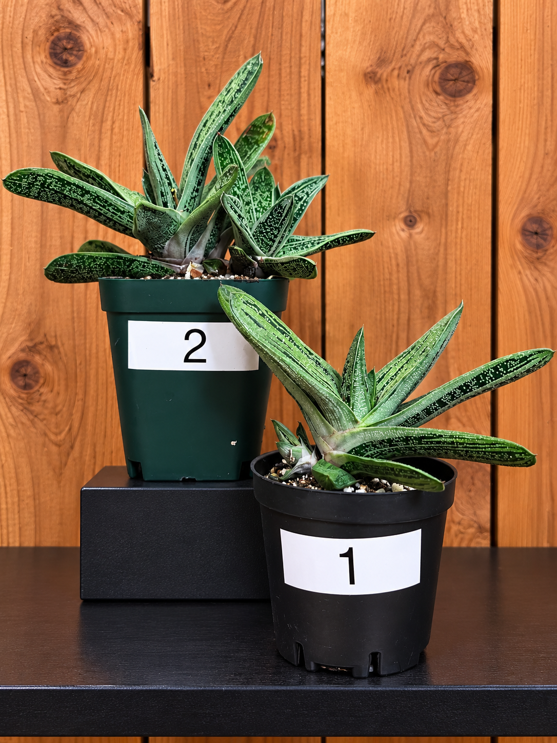 Lil Warty Gasteria House Plant | Live Plant In Pot | Two Options