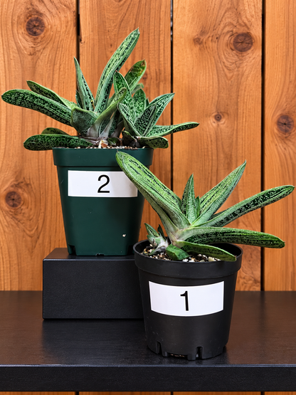 Lil Warty Gasteria House Plant | Live Plant In Pot | Two Options