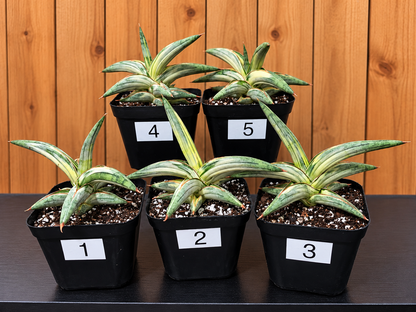 Sansevieria 'Blue Clone' | RARE Variegated Plant Houseplant | in 4"Pot | Five Options!
