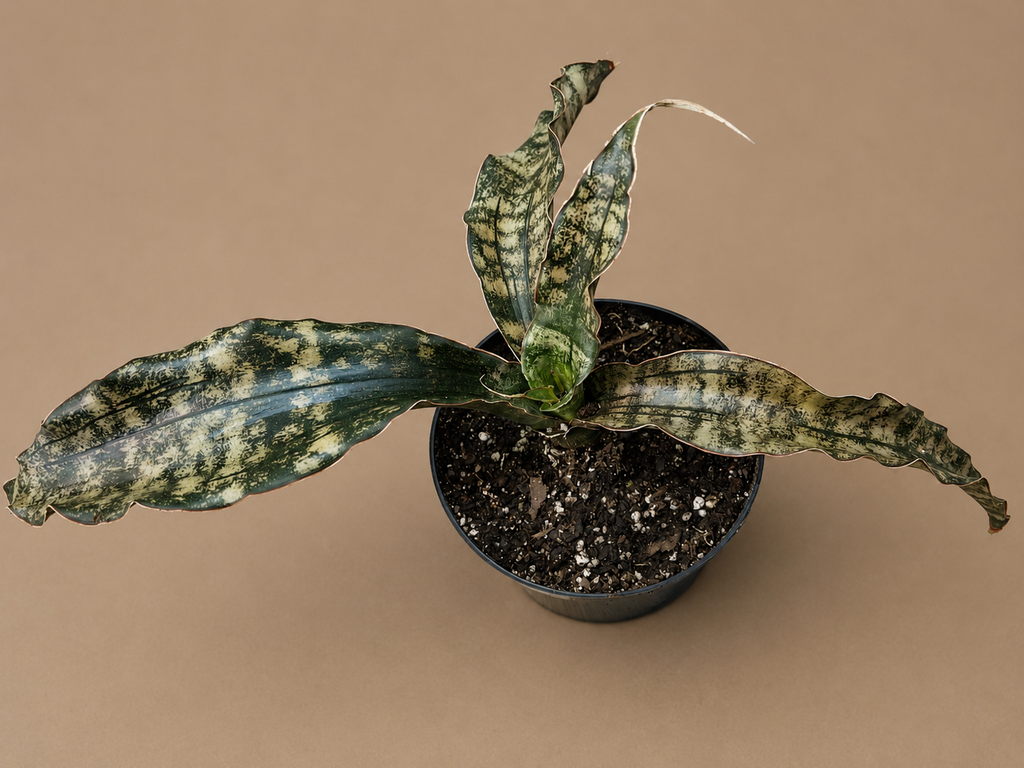 Sansevieria Coppertone Huge Statement Piece RARE 4 Leaf Plant