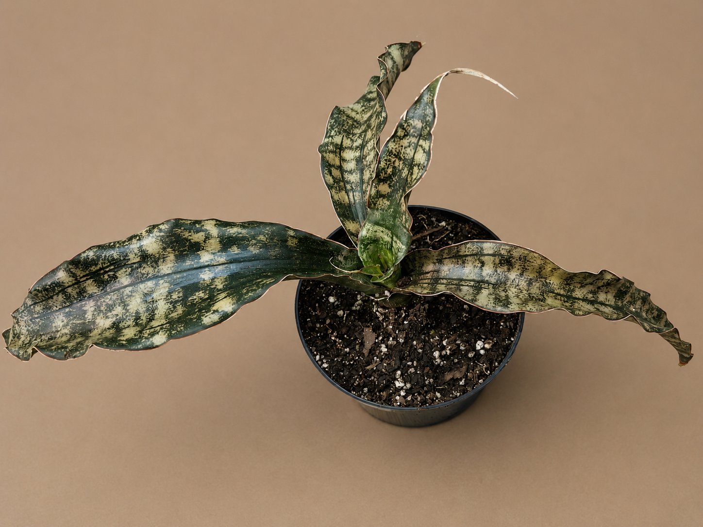 Sansevieria Coppertone Huge Statement Piece RARE 4 Leaf Plant