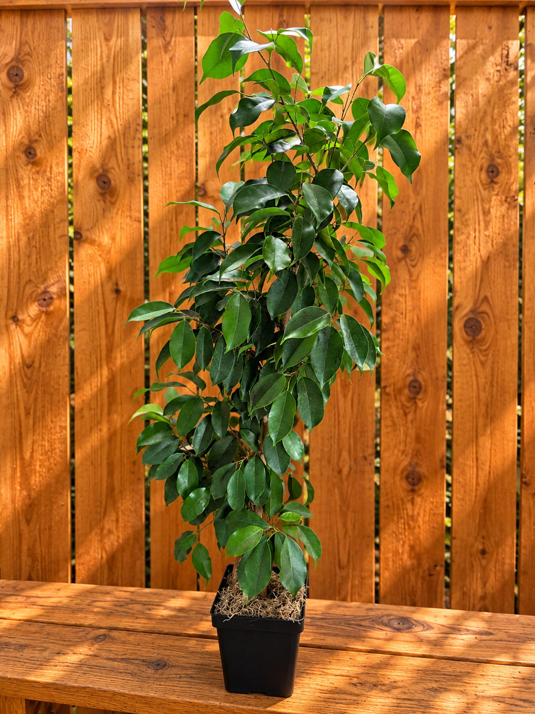 Ficus Benjamina Tree | 6" Square Pot | 36" Tall