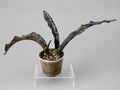 Sansevieria Coppertone Huge RARE Statement Piece 23" From End to End