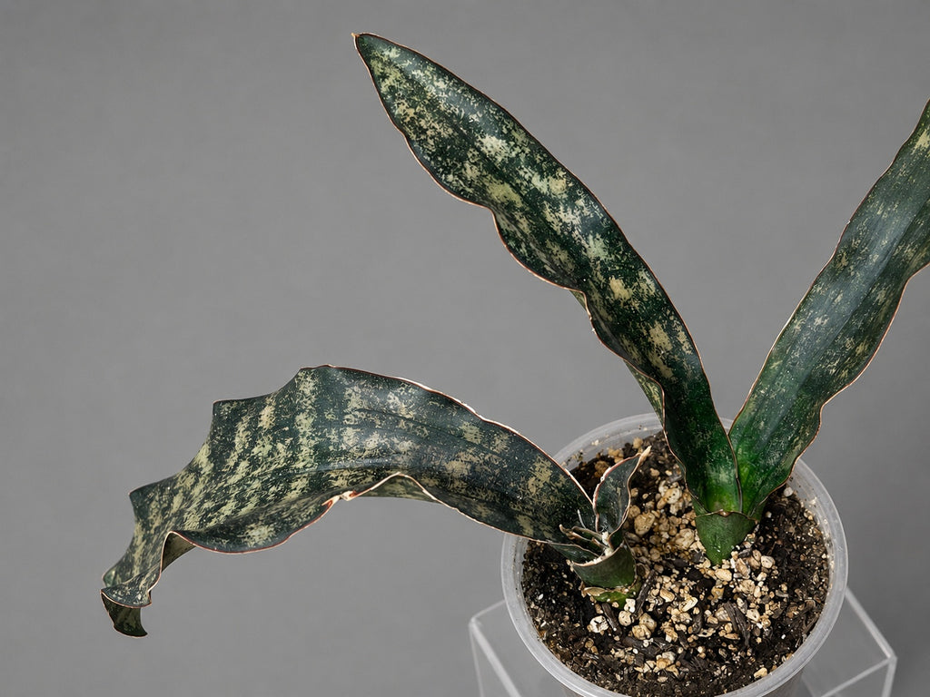 Sansevieria Coppertone Huge RARE Statement Piece 23" From End to End