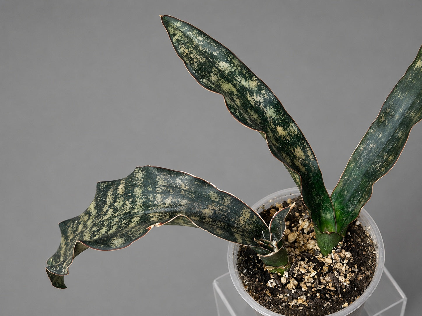 Sansevieria Coppertone Huge RARE Statement Piece 23" From End to End