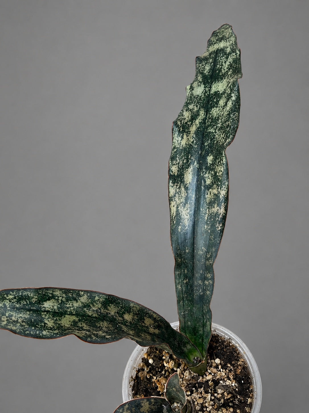 Sansevieria Coppertone Huge RARE Statement Piece 23" From End to End