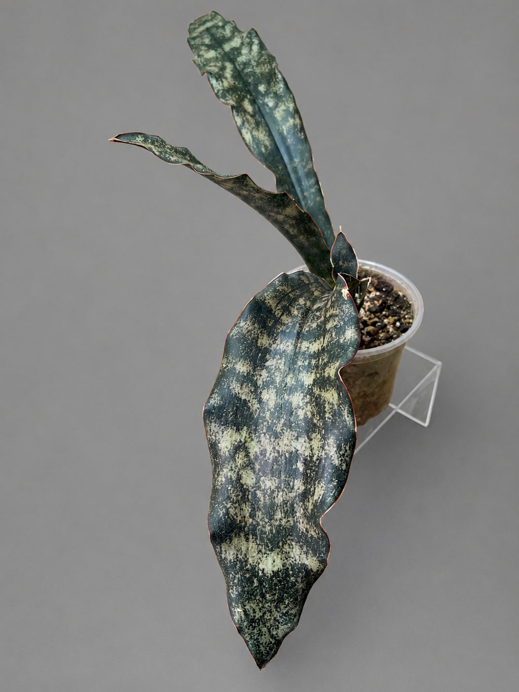 Sansevieria Coppertone Huge RARE Statement Piece 23" From End to End