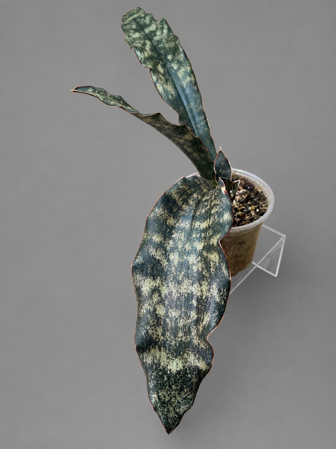 Sansevieria Coppertone Huge RARE Statement Piece 23" From End to End