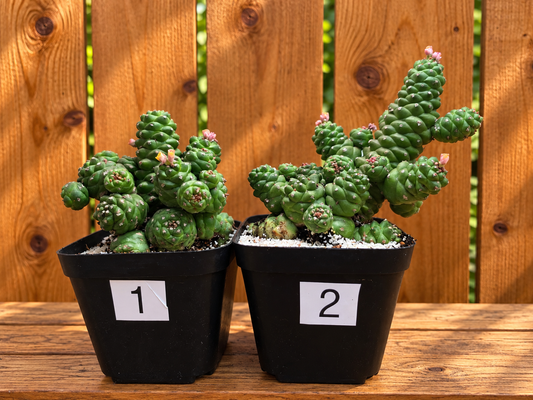 Euphorbia Monadenium Ritchiei | Rare Succulent Plant | 4" pot