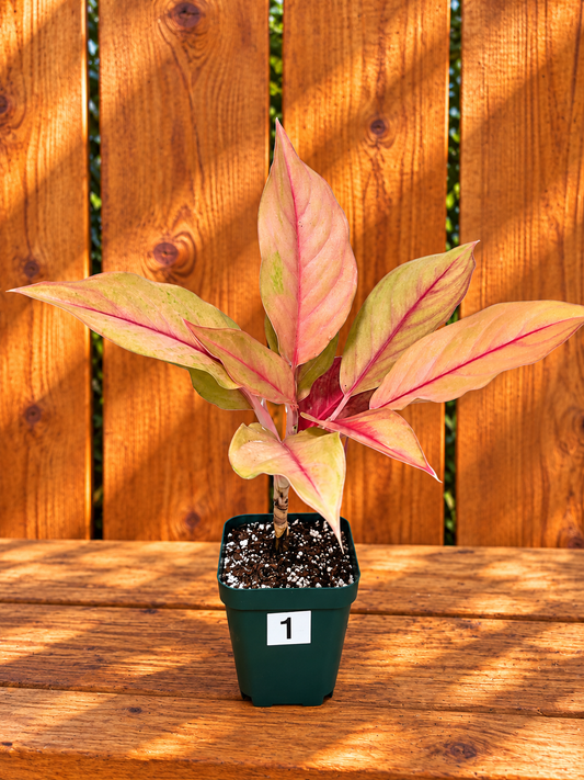 Aglaonema Mahasetti Variety - Yellow Delight | Super RARE Variety | in 4" Pot