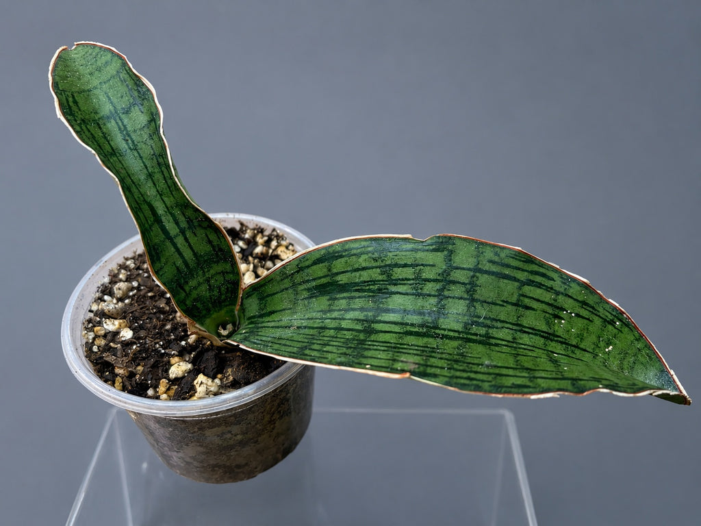 Sansevieria Cleopatra Entry Level Size Two Leaf 5" & 4"