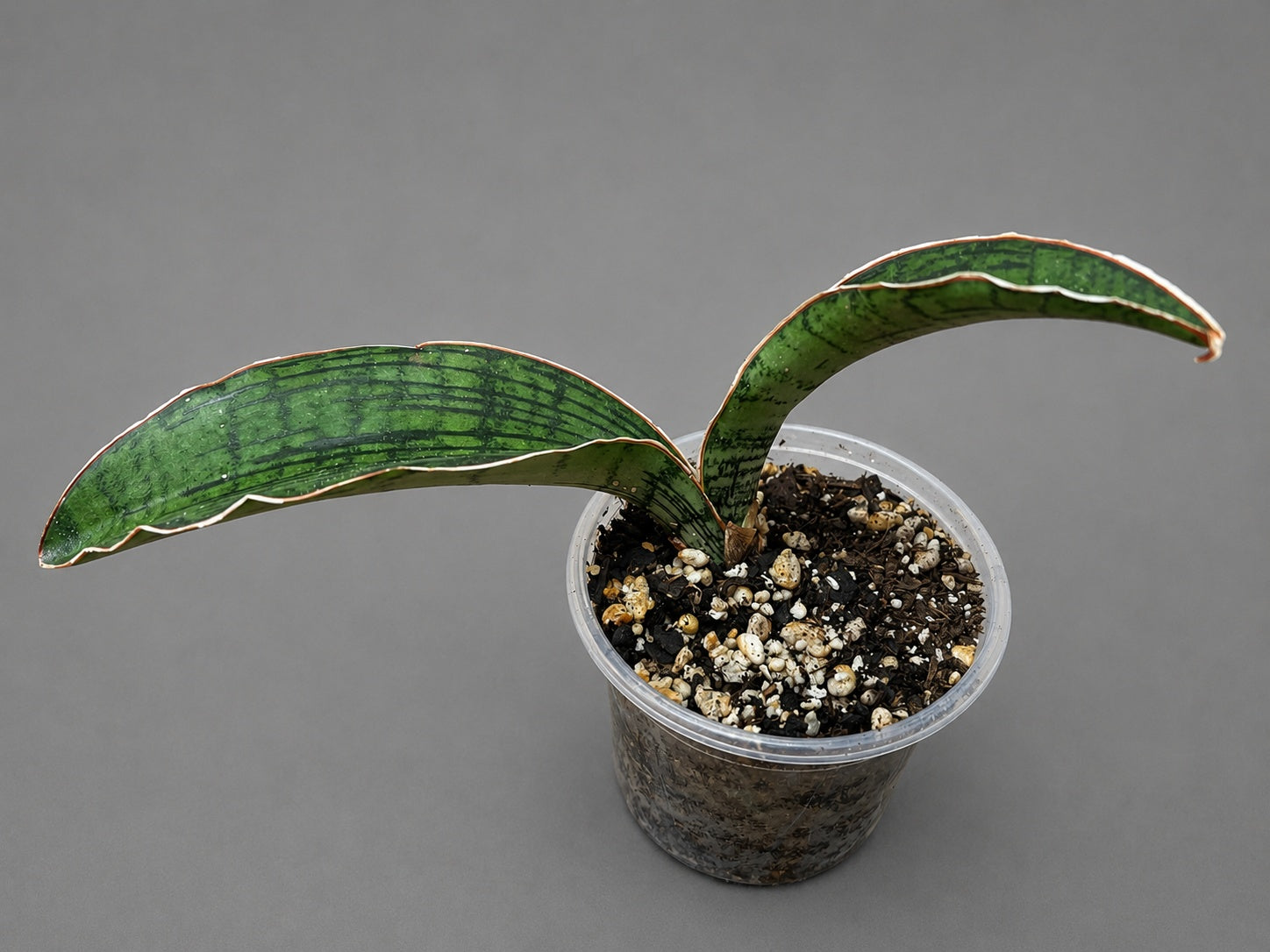 Sansevieria Cleopatra Entry Level Size Two Leaf 5" & 4"