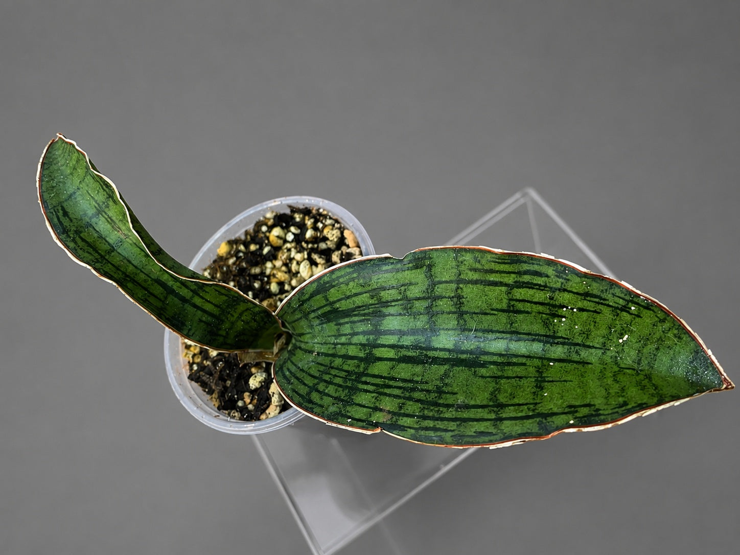 Sansevieria Cleopatra Entry Level Size Two Leaf 5" & 4"