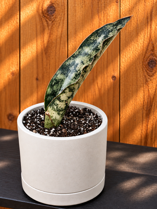Sansevieria Coppertone | RARE | 3.5" Kanso Designs Pot With Saucer