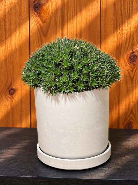 Deuterocohnia Brevifolia | Argentina Ball | RARE House Plant | 6" in Diameter | in Kanso Pot With Saucer
